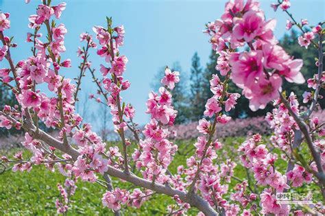 桃花樹結果|桃花盛開！桃子幾月開花？桃樹栽培重要指南 